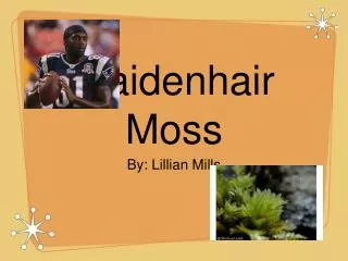 Maidenhair Moss