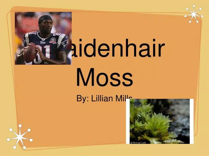 maidenhair moss