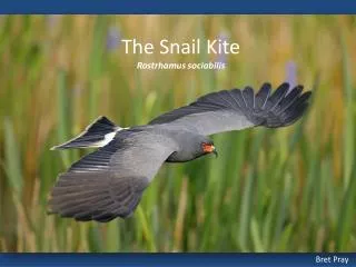 The Snail Kite Rostrhamus sociabilis