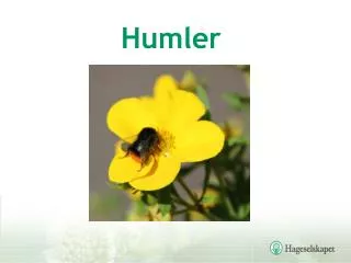 humler