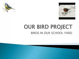 OUR BIRD PROJECT