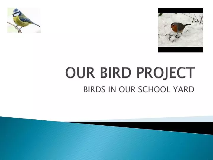 our bird project