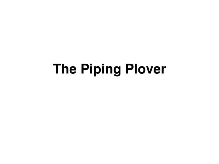 the piping plover