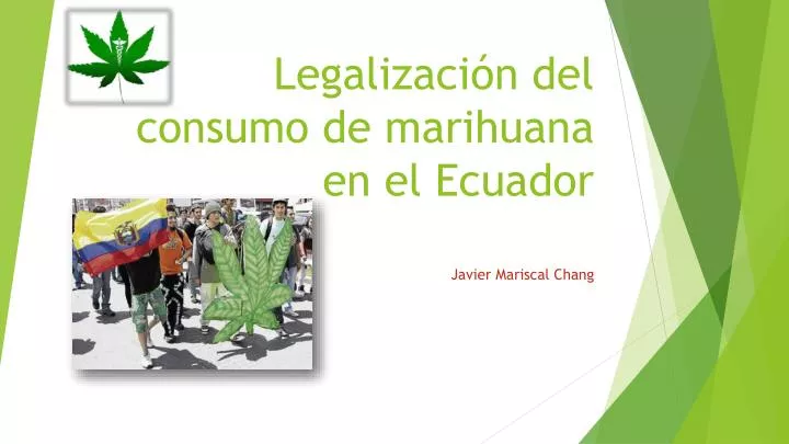 legalizaci n del consumo de marihuana en el ecuador