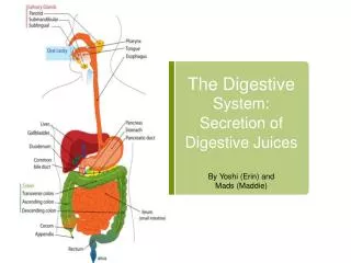 The Digestive System: Secretion of Digestive Juices