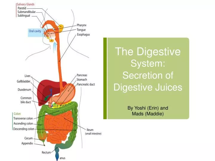 the digestive system secretion of digestive juices