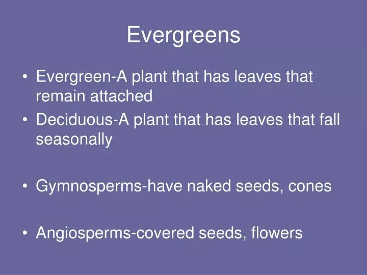 evergreens