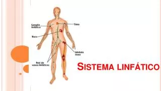 sistema linf tico