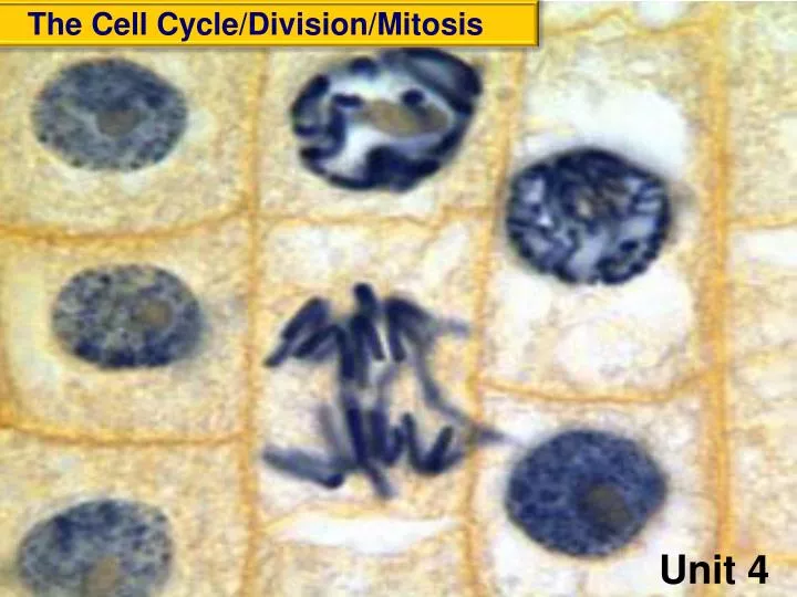 the cell cycle division mitosis