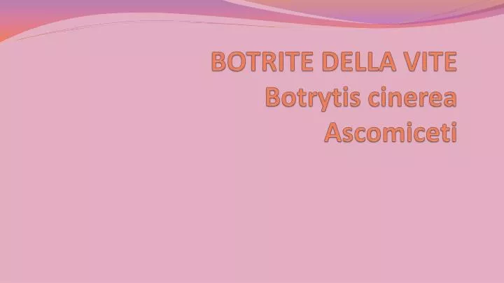 botrite della vite botrytis cinerea ascomiceti