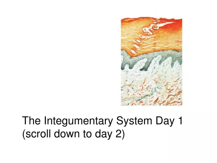 the integumentary system day 1 scroll down to day 2