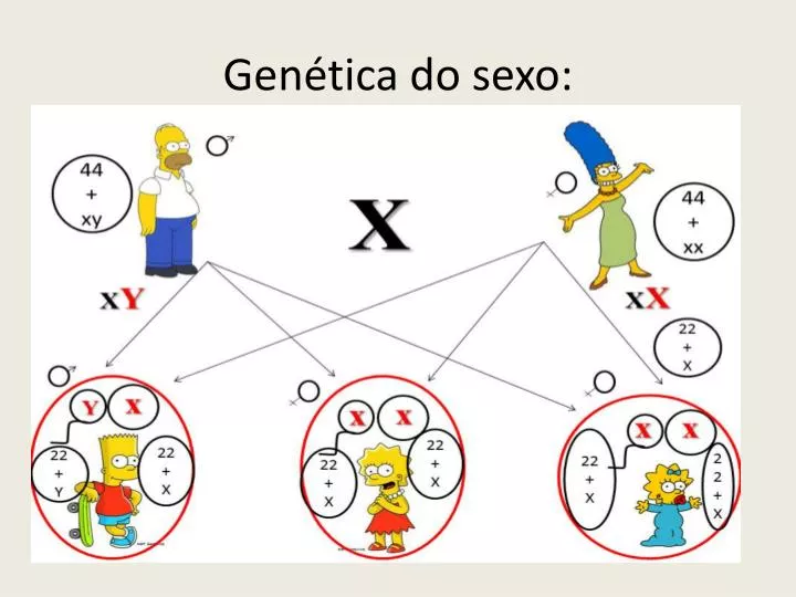 gen tica do sexo