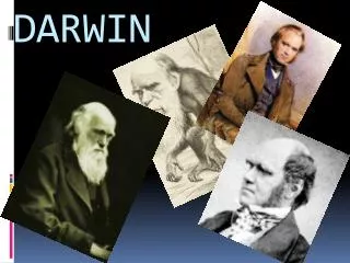 darwin