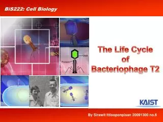 The Life Cycle of Bacteriophage T2