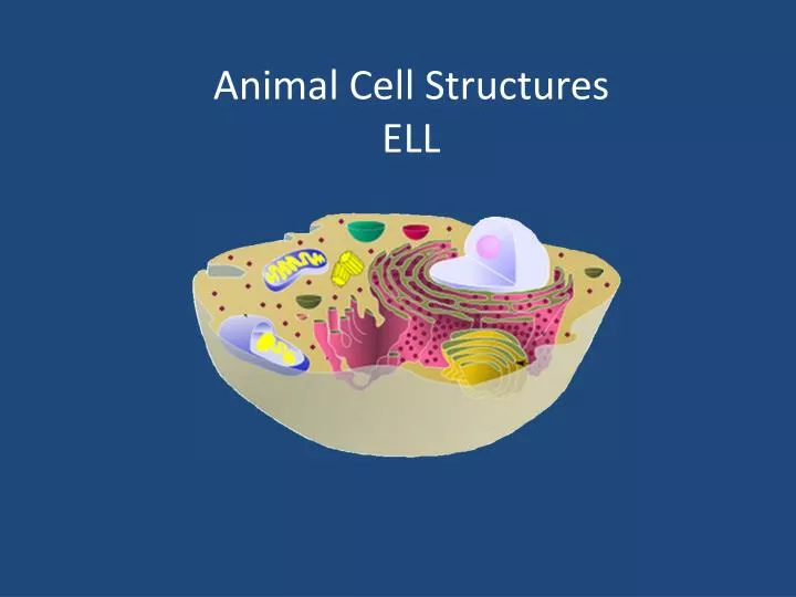 animal cell structures ell