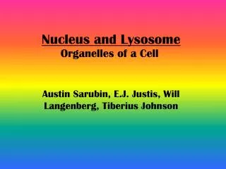 Nucleus and Lysosome