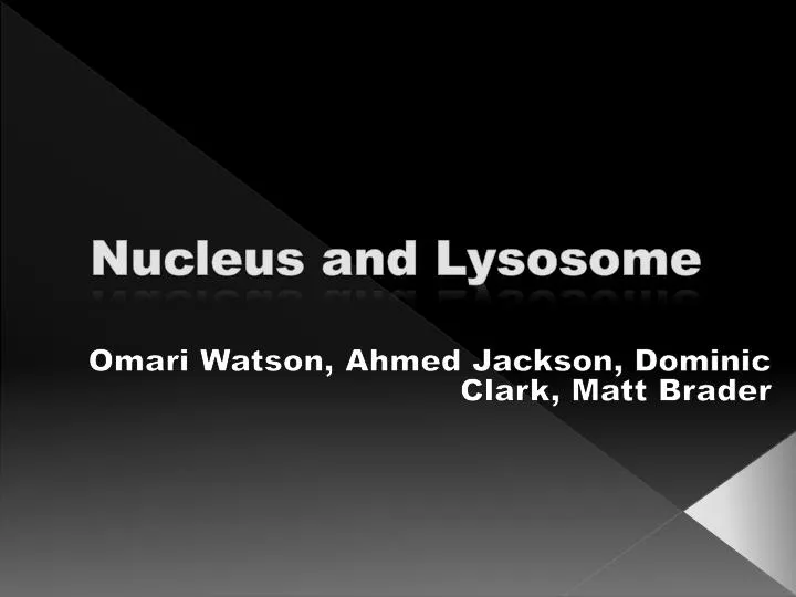 nucleus and lysosome