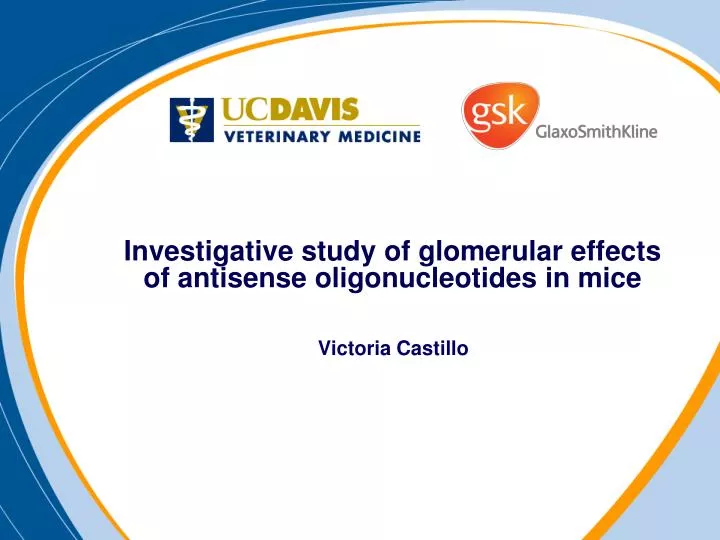 investigative study of glomerular effects of antisense oligonucleotides in mice