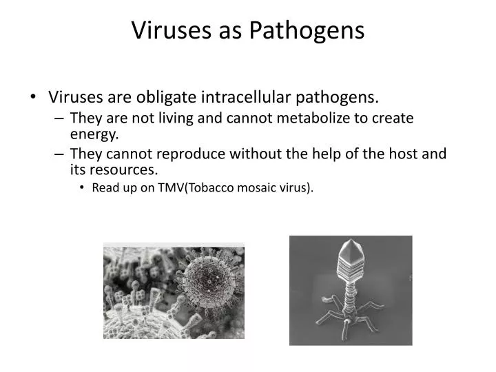 viruses as pathogens
