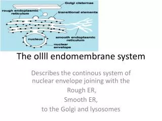 the ollll endomembrane system