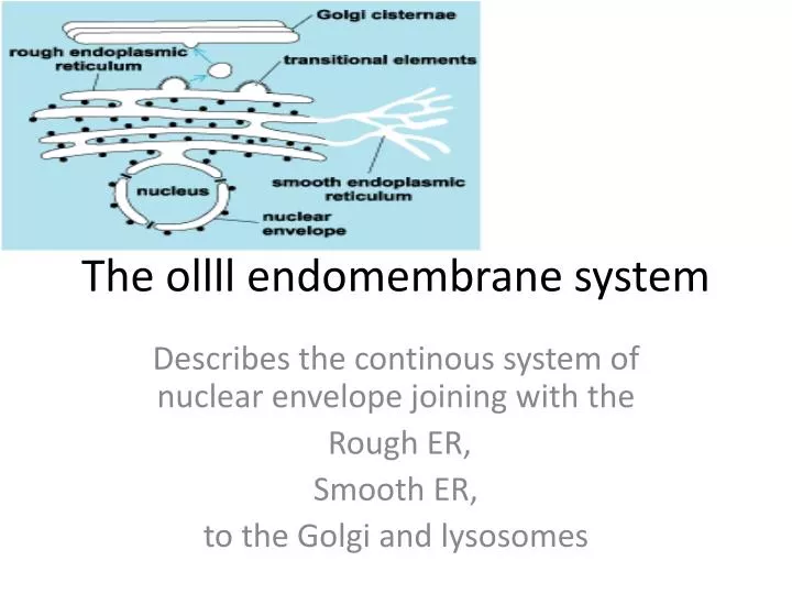the ollll endomembrane system