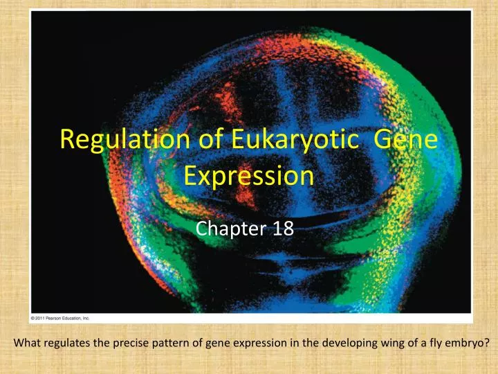 regulation of eukaryotic gene expression