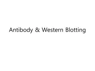 Antibody &amp; Western B lotting