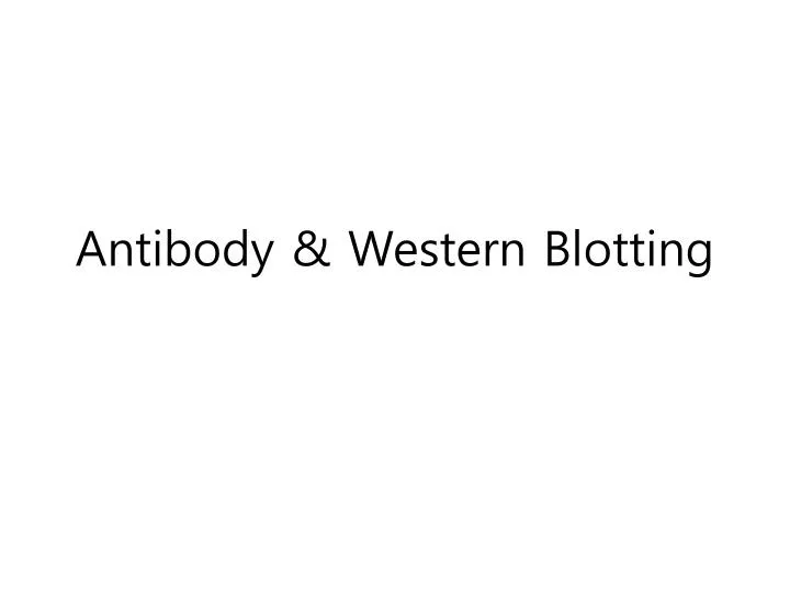 antibody western b lotting