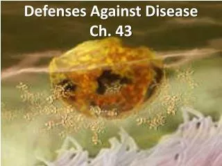 Defenses Against Disease Ch. 43