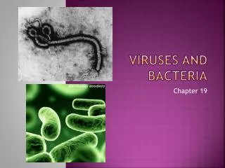 viruses and bacteria