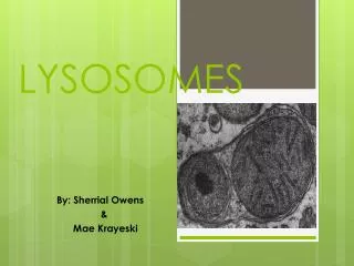 LYSOSOMES