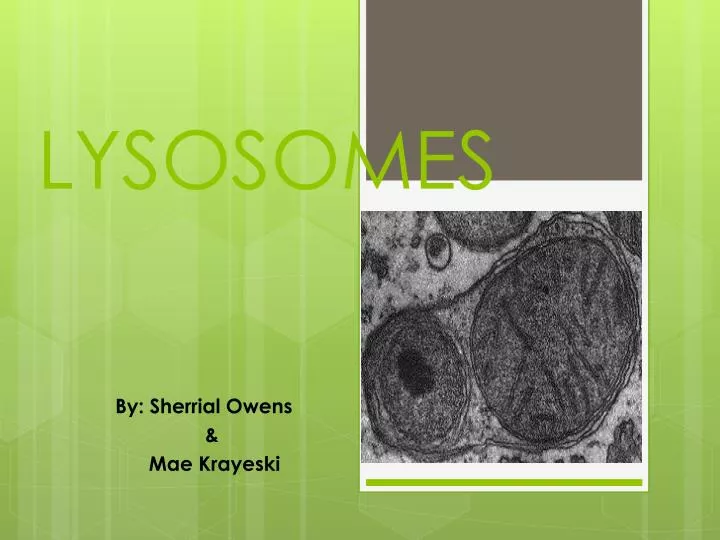 lysosomes