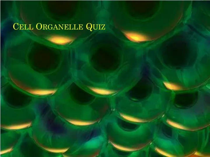 cell organelle quiz