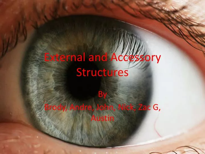 external and accessory structures