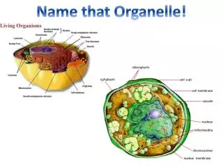 Name that Organelle!