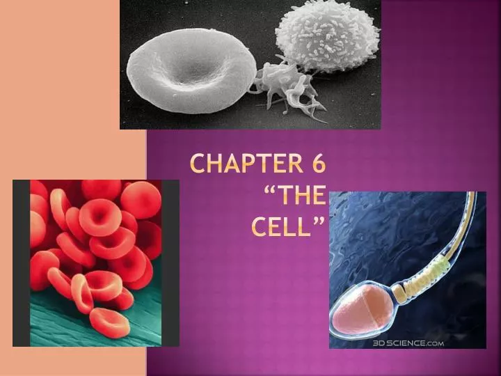 chapter 6 the cell