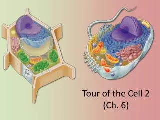 Tour of the Cell 2 (Ch. 6)