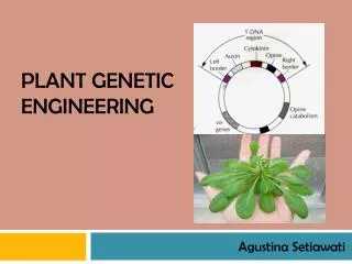 PLANT GENETIC ENGINEERING