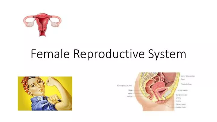 female reproductive system