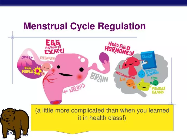 PPT - Menstrual Cycle Regulation PowerPoint Presentation, free download ...