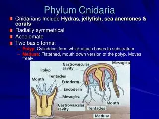 Phylum Cnidaria