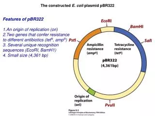 The constructed E. coli plasmid pBR322
