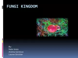 Fungi Kingdom