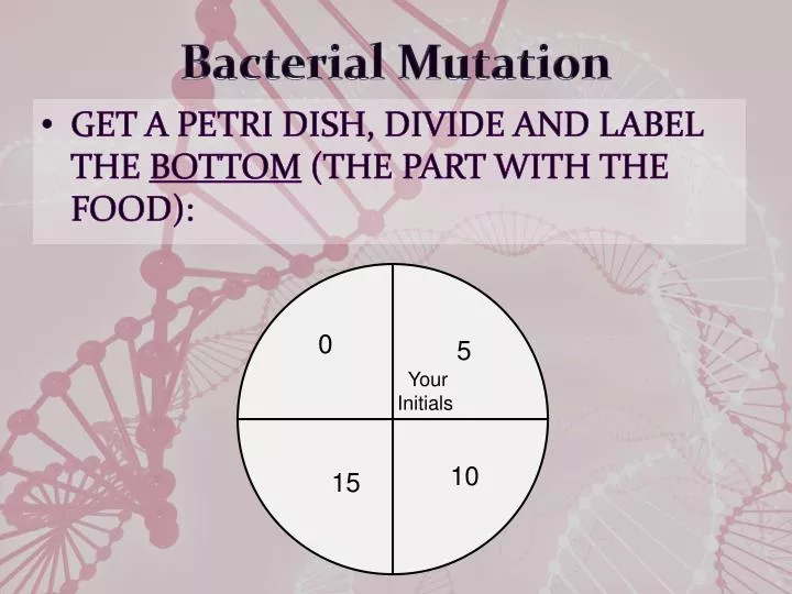 bacterial mutation