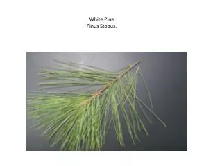 White Pine Pinus Stobus.