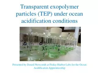 Transparent exopolymer particles (TEP) under ocean acidification conditions