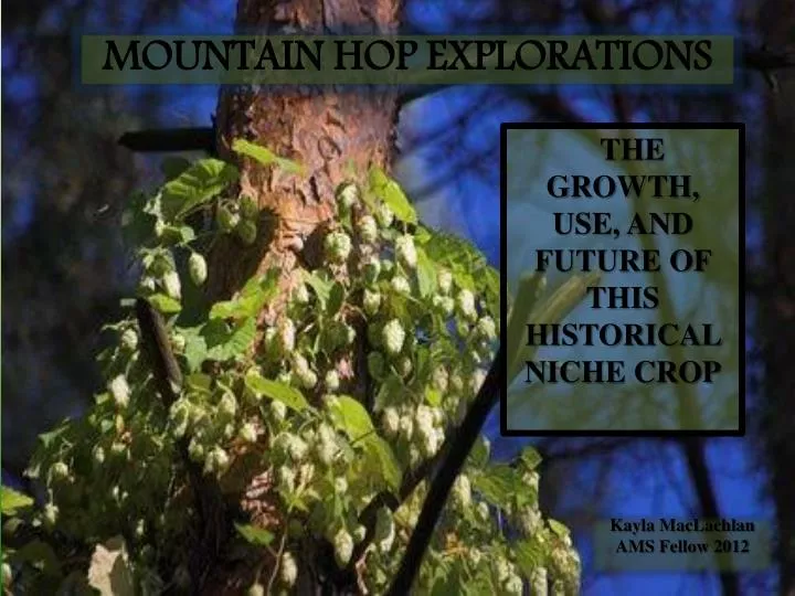 mountain hop explorations