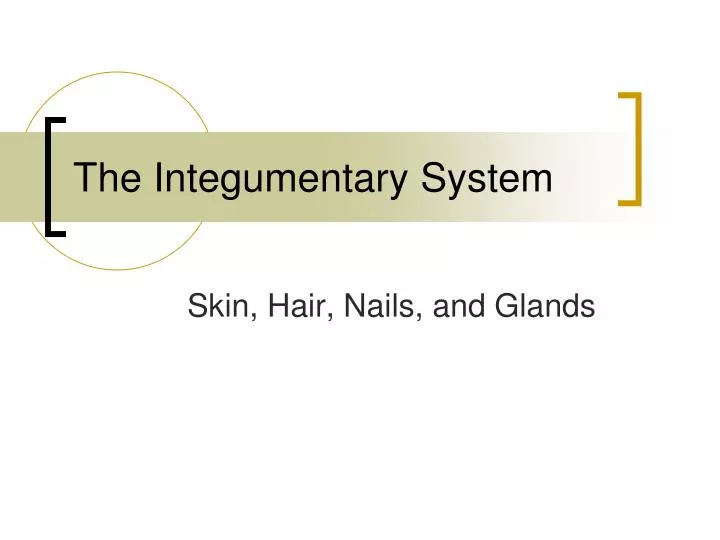 the integumentary system