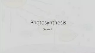 Photosynthesis