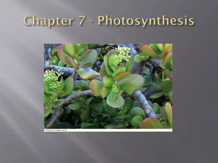 chapter 7 photosynthesis